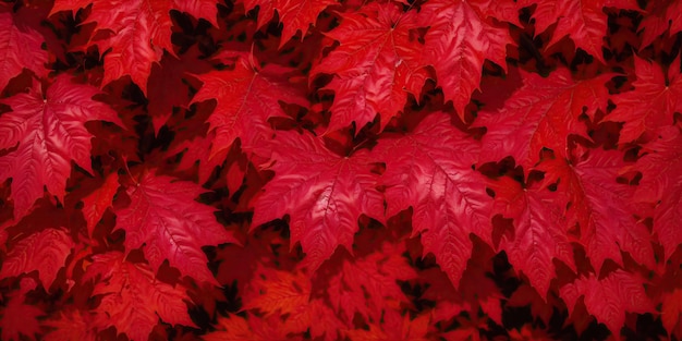 Arrière-plan d'automne avec des feuilles rouges colorées en gros plan