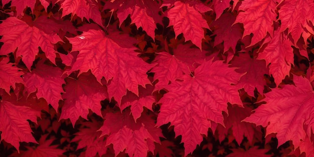 Arrière-plan d'automne avec des feuilles rouges colorées en gros plan