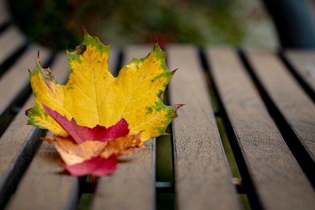 Arrière-plan de l'automne