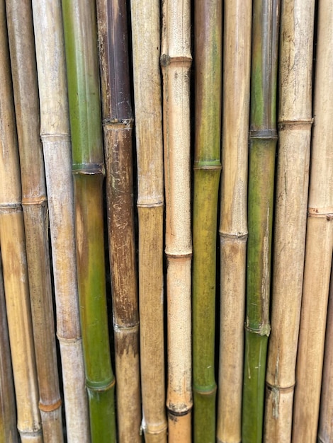 Photo arrière-plan en bambou