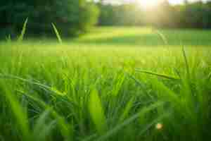 Photo arrière-plan de bannière à l'herbe verte et à la lumière du soleil