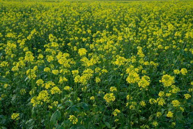 Arrière-plan avec beau champ de fleurs jaunes