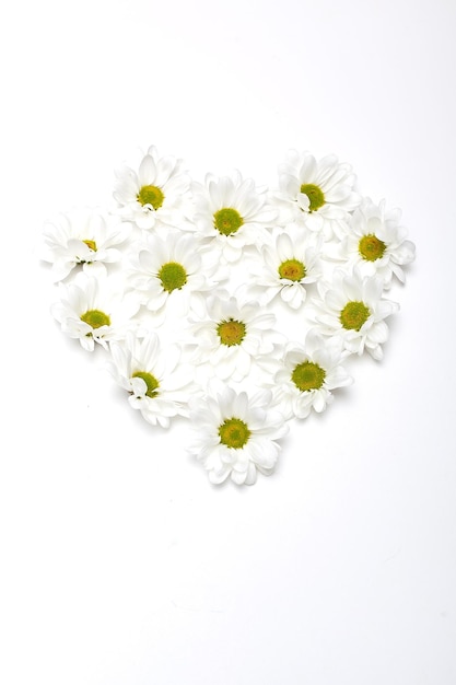 Photo arrière-plan blanc avec des branches en fleurs de prunes, de cerises et de marguerites espace pour l'invitation de salutation de texte