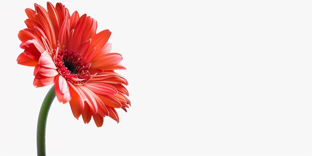 Arrière-plan blanc Marguerite de Gerbera isolée