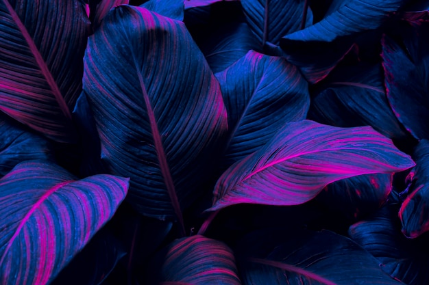 Arrière-plan bleu à feuilles tropicales