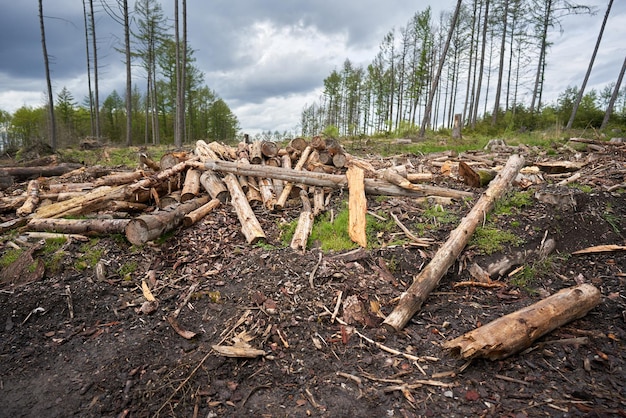 Arrière-plan de blocs de bois ronds empilés Arbre de pin coupé et empilé