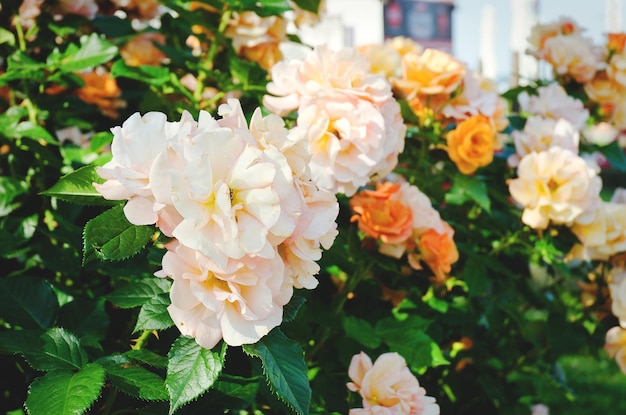 Arrière-plan de la branche d'arbre de roses jaunes et roses dans le jardin se bouchent. Vue de dessus. Saison naturelle