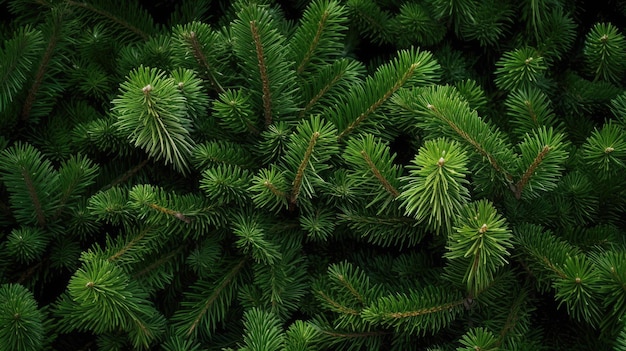 Arrière-plan des branches de l'arbre de Noël