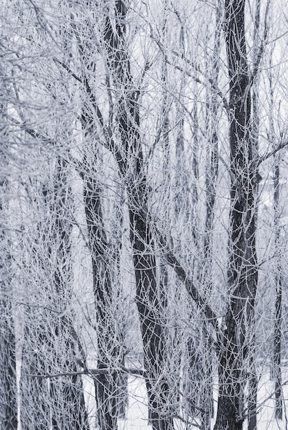 Arrière-plan de branches d'arbres couvertes de givre Paysage de nature avec neige blanche Concept de vacances d'hiver