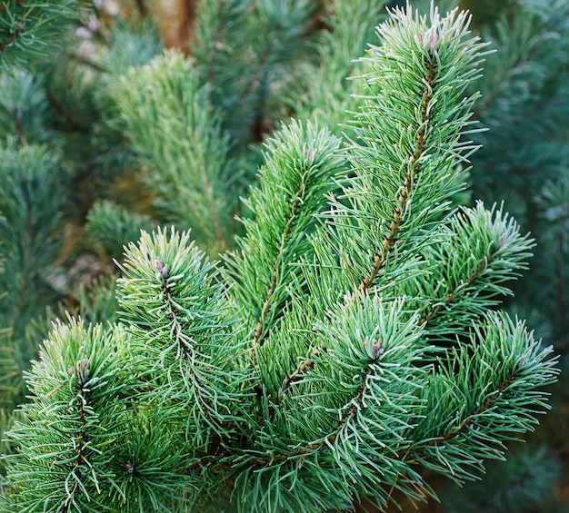 Arrière-plan de branches d'arbres glacés de pin avec gelée matinale, image de vacances saisonnières