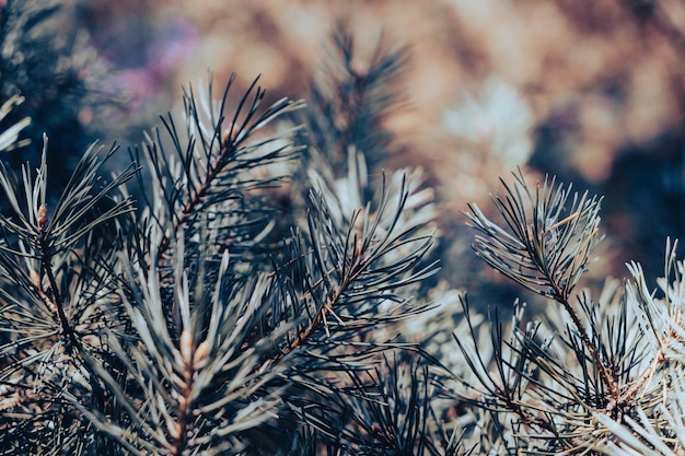 Arrière-plan des branches d'épinette au soleil