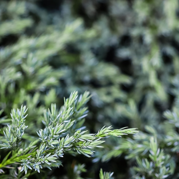 Arrière-plan de branches de genévrier à feuilles persistantes bleues de Juniperus squamata Blue Carpet