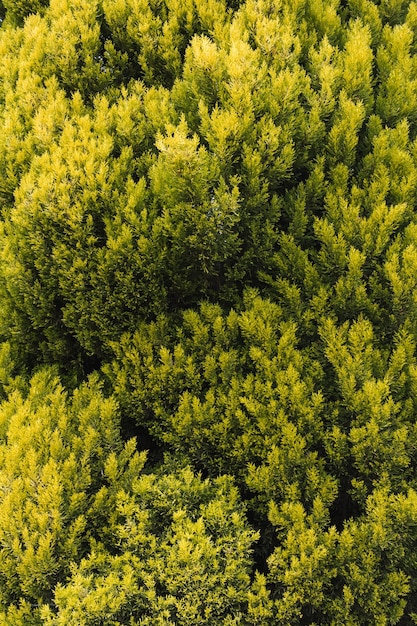 Arrière-plan de brousse verte Mise au point sélective Espace de copie