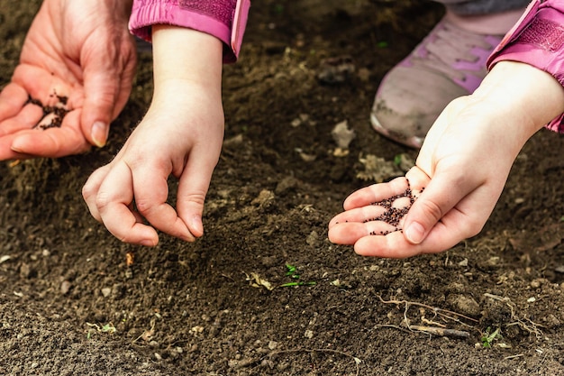 Arrière-plan conceptuel de jardinage Les mains des enfants et des femmes plantant des graines d'oseille dans le sol