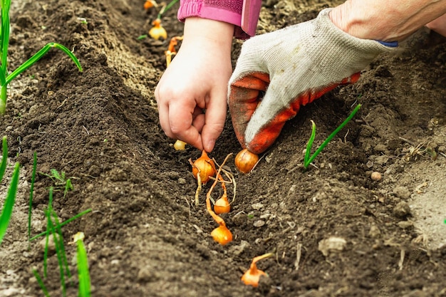 Arrière-plan conceptuel de jardinage Les mains des enfants et des femmes plantant de petits oignons dans le sol