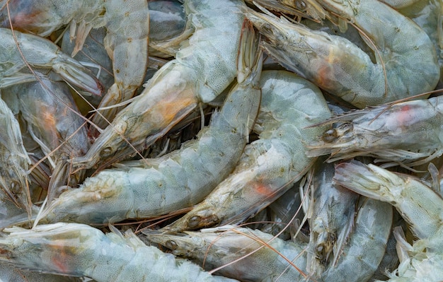 Arrière-plan de la crevette Vannamei ou des crevettes blanches du Pacifique Vue supérieure rapprochée