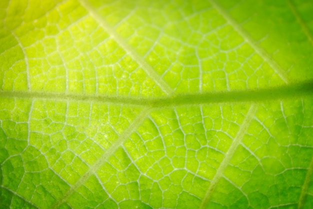 Arrière-plan détaillé et texture des feuilles.