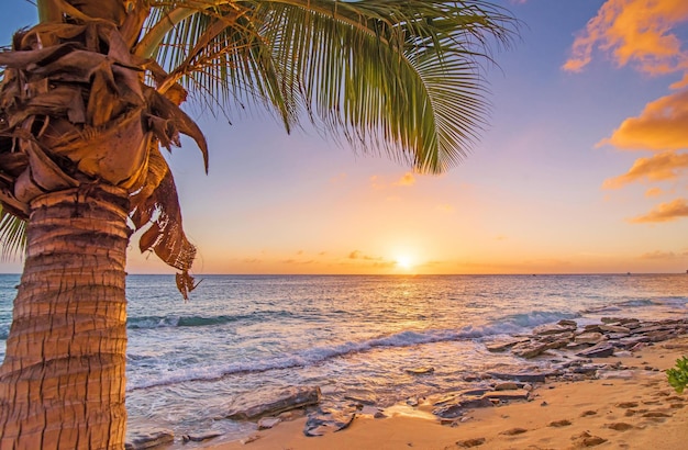 Arrière-plan du ciel de l'arbre au coucher du soleil de la mer tropicale