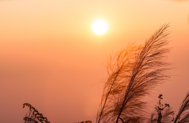 Arrière-plan du ciel de l'arbre au coucher du soleil de la mer tropicale