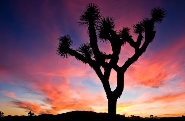 Arrière-plan du ciel de l'arbre au coucher du soleil de la mer tropicale