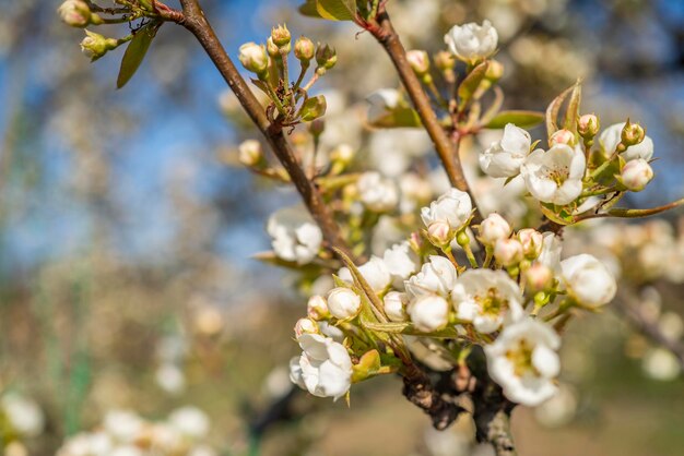 L'arrière-plan du début des arbres fruitiers à fleurs printanières dans le jardin en gros plan au début du printemps