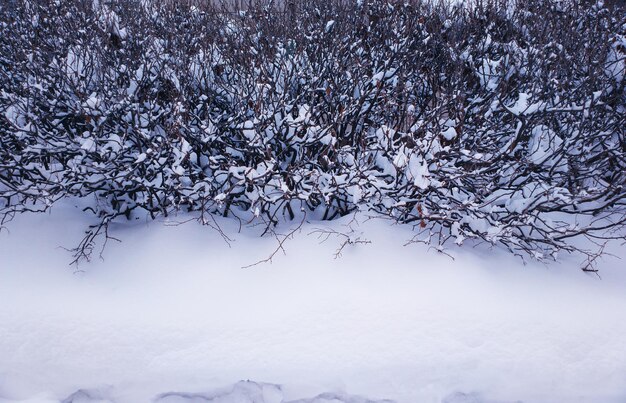 Arrière-plan du paysage des buissons du parc d'hiver gelés