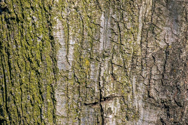 Arrière-plan de l'écorce de Quercus coccinea Texture de l' écorce de chêne