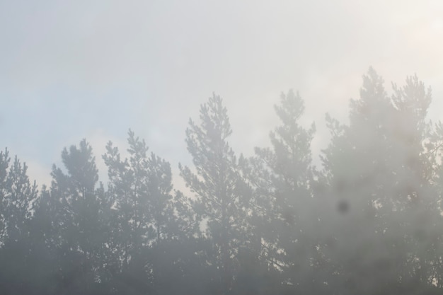 Arrière-plan de la fenêtre transparente, silhouettes d'arbres, ciel et nuages avec espace de copie