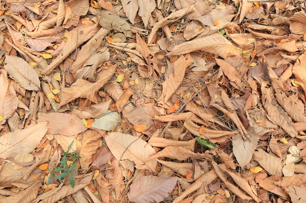 Arrière-plan des feuilles tombées de l'automne sur le sol