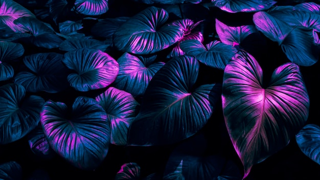 Arrière-plan de feuilles tropicales de couleur rose bleu teinté