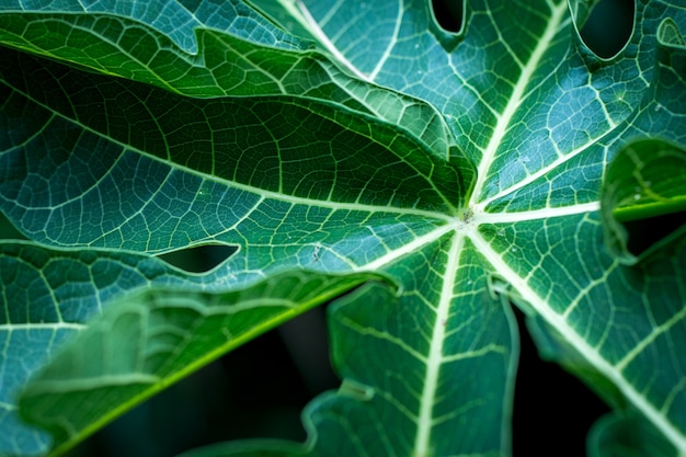 Arrière-plan des feuilles tropicales feuille douce image focalisée