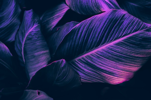 Arrière-plan de feuilles tropicales