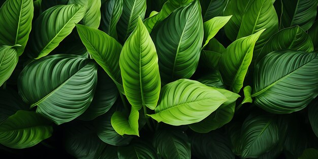 Arrière-plan feuilles vertes Texture des feuilles tropicales Espace de copie en vue supérieure