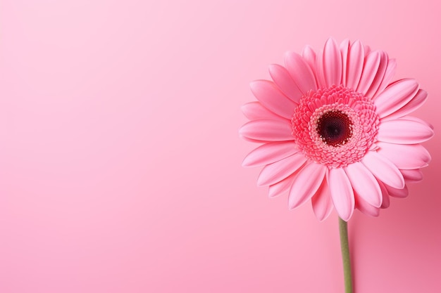 arrière-plan de fleur de Gerbera rose sucré IA générative