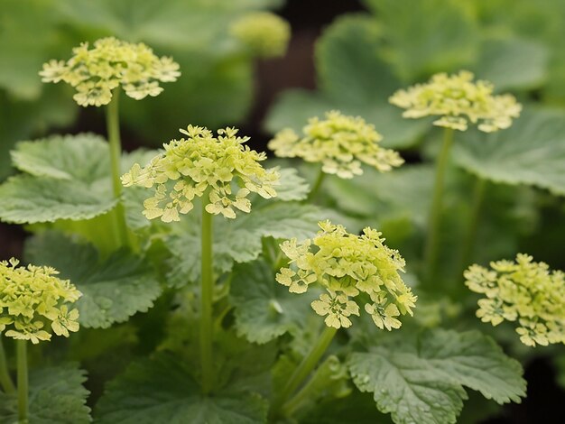 Photo arrière-plan de la fleur de printemps