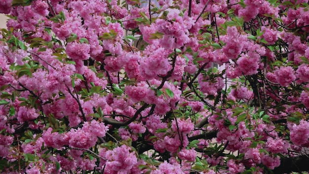 Arrière-plan avec des fleurs sur de belles fleurs de cerisier japonais sakura un jour de printemps