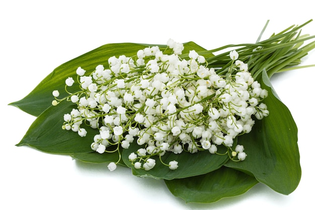 Arrière-plan de fleurs blanches de muguet lat Convallaria majalis