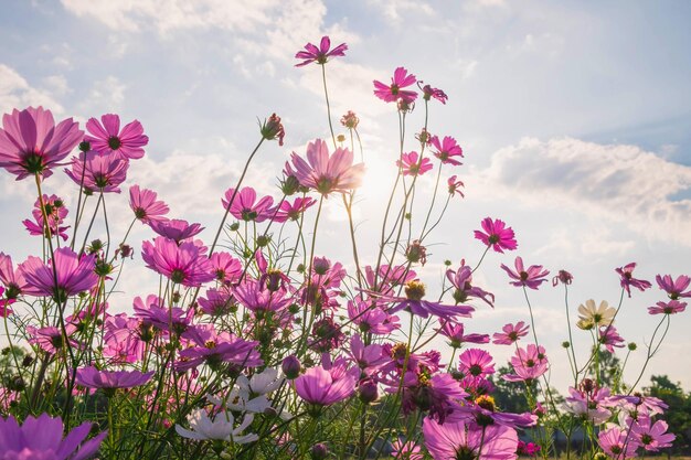 Arrière-plan de fleurs cosmiques et ciel bleu