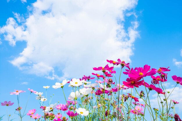 Arrière-plan de fleurs cosmiques et ciel bleu