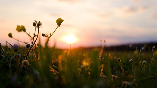 Arrière-plan des fleurs épanouies dans l'herbe au bord de la mer Adriatique au coucher du soleil, gros plan de la lumière du lever du soleil