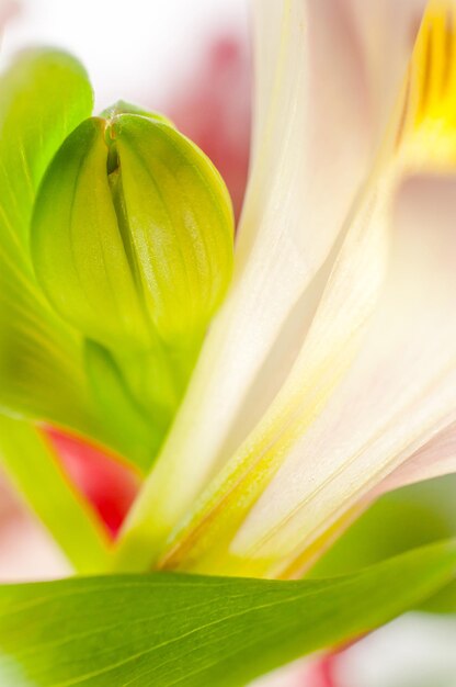 Photo arrière-plan avec des fleurs en fleurs