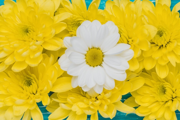 Photo arrière-plan avec des fleurs jaunes et une marguerite