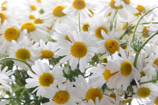 Arrière-plan de fleurs naturelles à partir d'une belle camomille