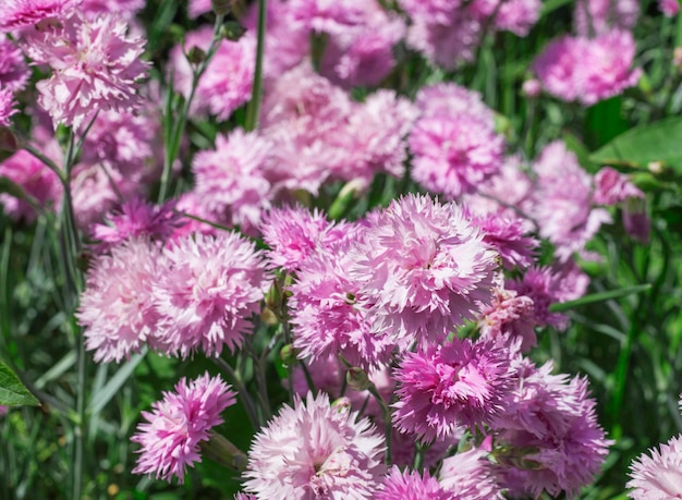 Arrière-plan de fleurs roses d'oeillets de jardin dans le jardin agrandi