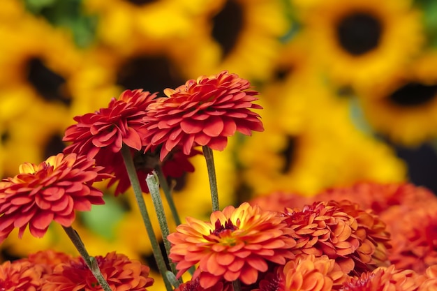 Photo arrière-plan de fleurs rouges