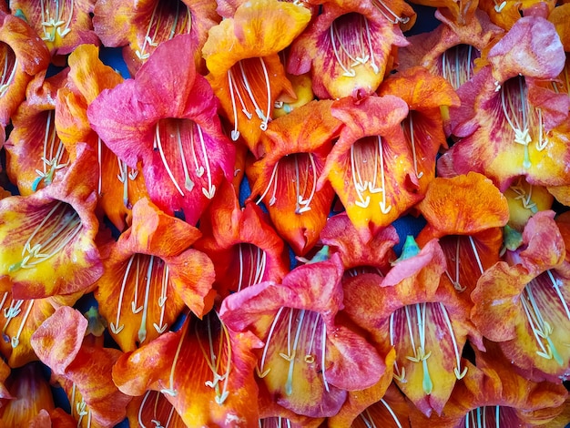 Photo l'arrière-plan des fleurs de la tecomilla undulata