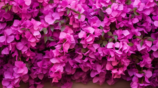 Photo arrière-plan floral de la bougainvillea