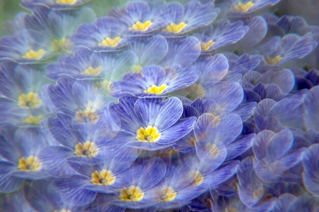 Photo arrière-plan floral créatif avec une primrose