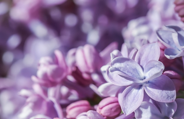 Arrière-plan floral Direction générale de la floraison terry violet pétales de fleurs lilas toile de fond fleurs macro