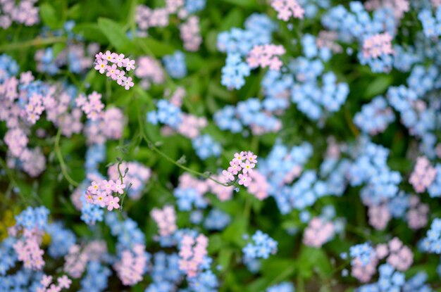 Arrière-plan floral flou forêt myosotis